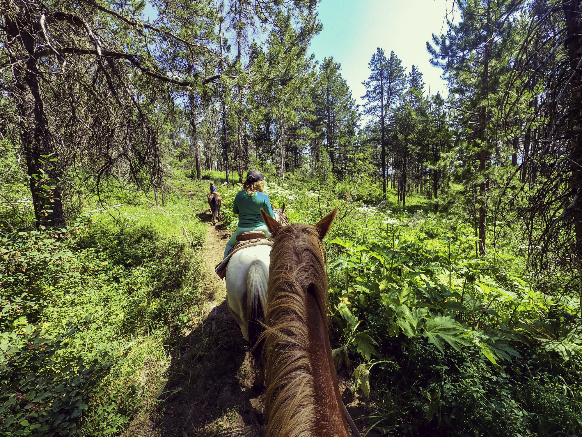 Personal perspective horseback riding with kids through a national park.
